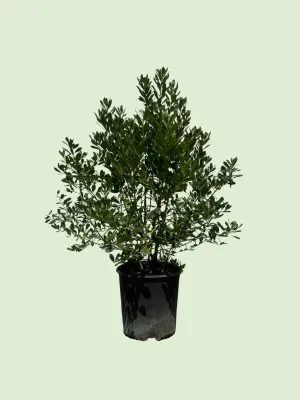 Compact Inkberry Holly