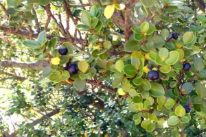 Compact Japanese Holly (Ilex Crenata Compacta)