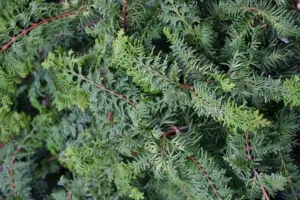 Fernspray Hinoki Cypress