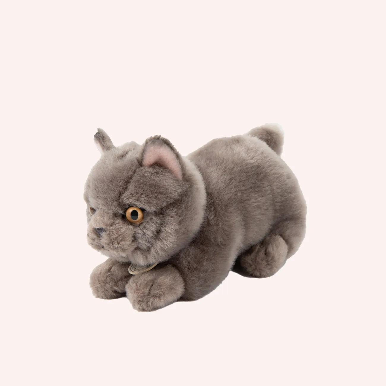 Freddy the British Shorthair in giftbox