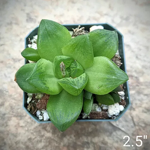 Haworthia Cymbiformis Compacta