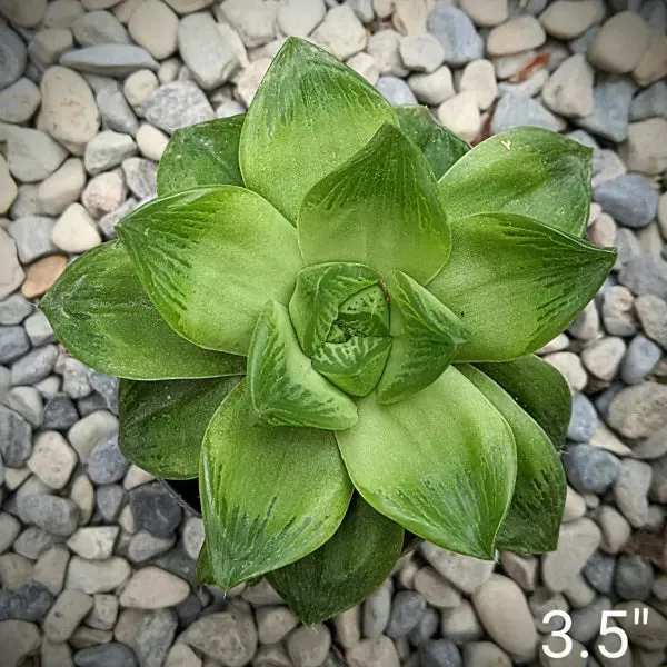 Haworthia Cymbiformis Compacta